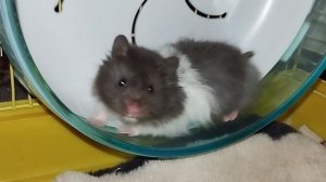 Пушистый хомяк