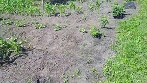 Обрабатываю КАРТОФЕЛЬ от КОЛОРАДСКОГО ЖУКА Препаратом "КОРАГЕН"!!! Как это Делаю!!! 5.7.24г.