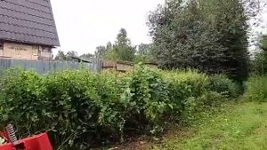 Вид участка после покоса. Покос крапивы и малинника.