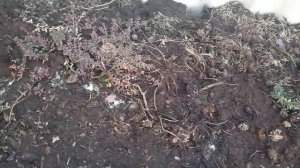 Как зимует клюква садовая на первый год посадки. 2023