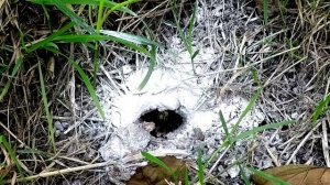 Wasps' nest in the ground. Slow motion and time-laps. Осиное гнездо в земле.