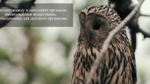 Зайка