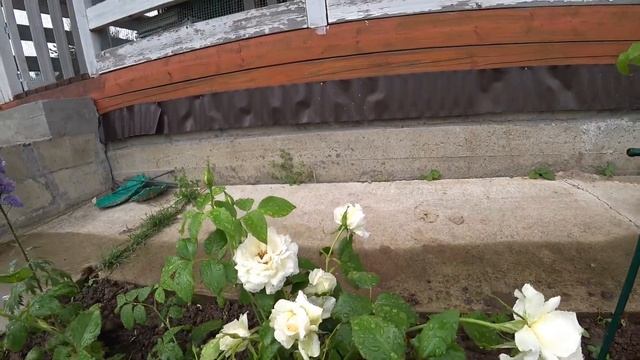 Дачный влог/Дождь/Подкормила цветы смотреть онлайн