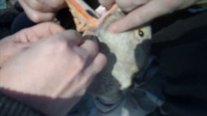 Підшиття запавшого язика у гуски Холмогорки