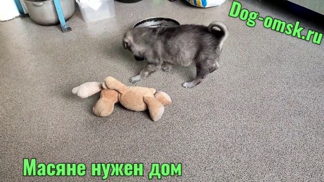 МАСЯНЯ, восьмое чудо смотреть онлайн