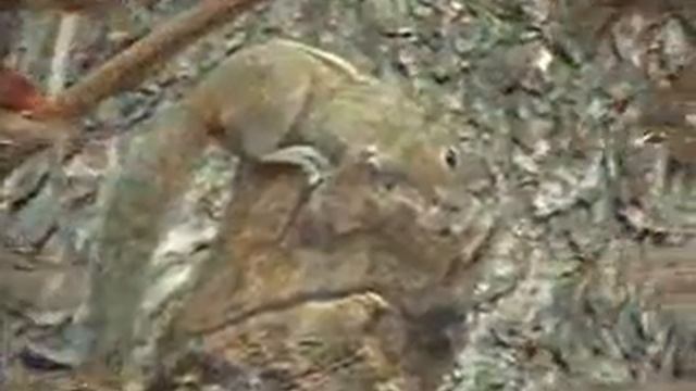 katbirali смотреть онлайн