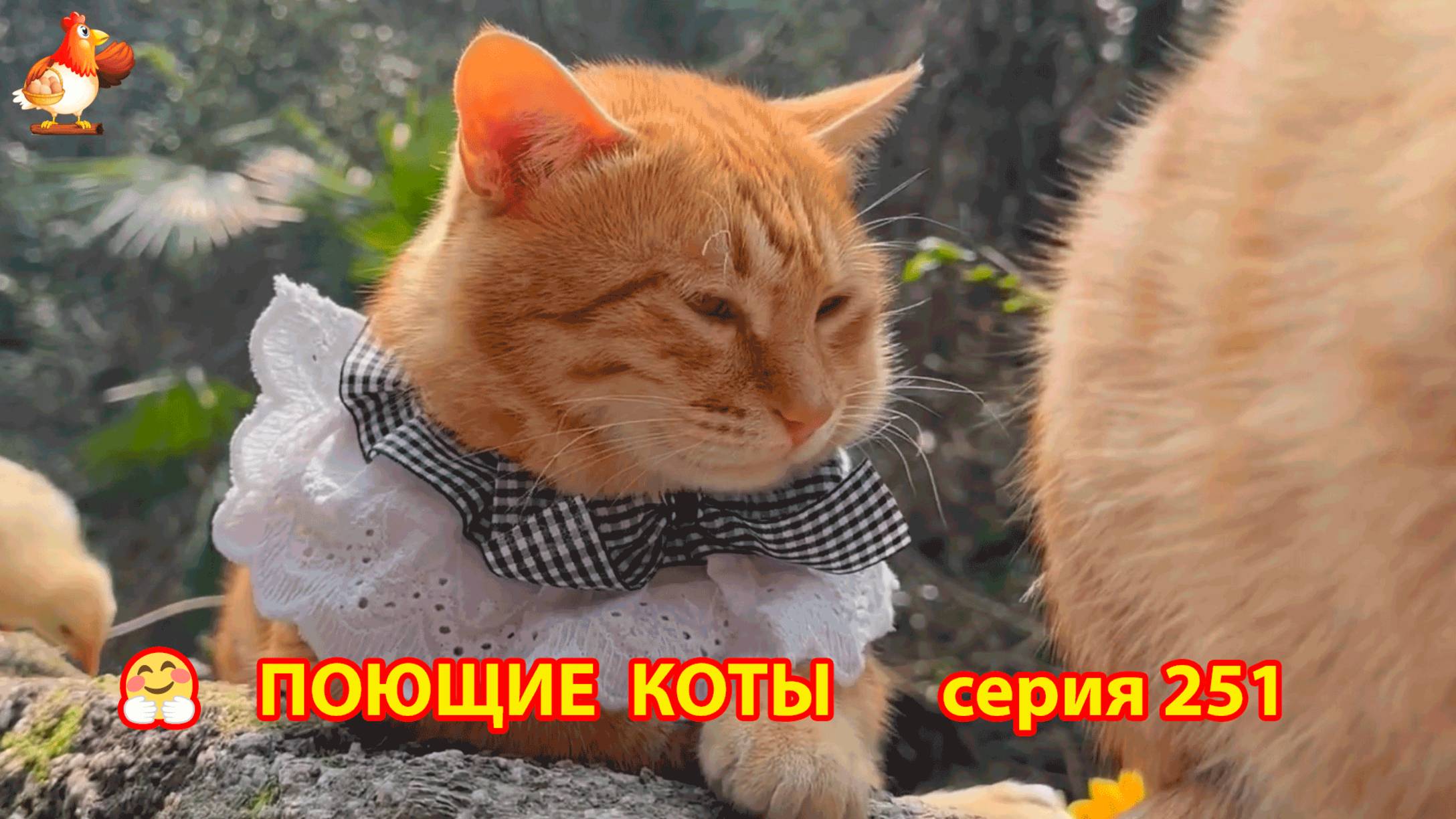 Крутые коты у птичьего двора серия (251) 🐈🐈😹 Природа Абхазии и подворье с птицами и животными ❣