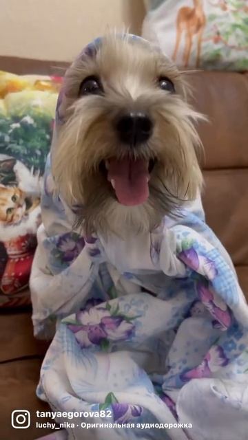 Моя Настенька❤️#shorts #собака #собакасоня смотреть онлайн