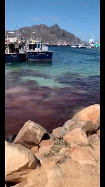 What happened to that whale. смотреть онлайн