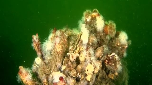 Anemonen смотреть онлайн