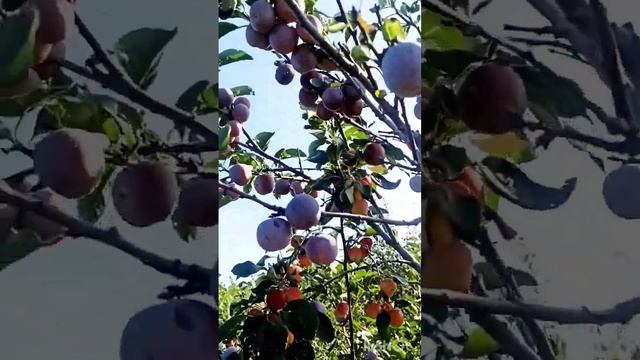 Слива ,,Ренклод Альтана,, Сад Тоторова.
