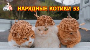 Нарядные Котики расслабляются на солнышке 🌞 🐈🐈⬛🐈 (53)