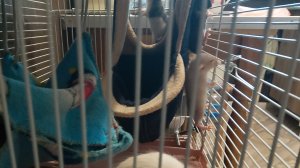 Крысята Дамбо подросли