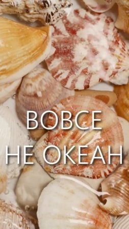 Что мы слышим в ракушке?