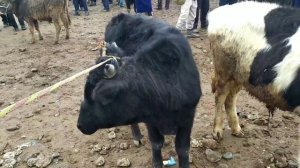 СУРХОНДАРЁ УЗУН ЖУМА МОЛ БОЗОР НАРХЛАРИ 17-Январ 2020 #SurXon_Media