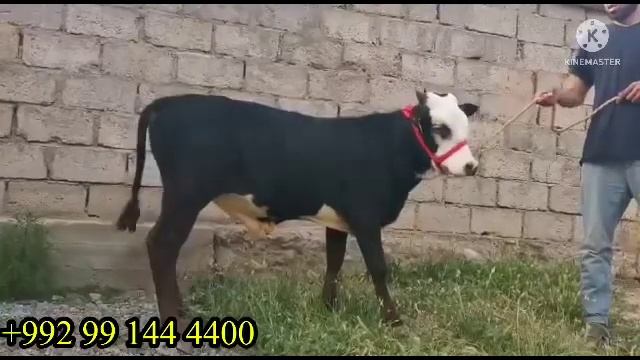 Як сар букачаи зоти омад моли зур зурай 16 мая 2023 г. смотреть онлайн