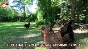 Куры несушки свободного выгула и их обычная куриная рутина – эпизод (90)