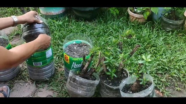 How to Acquire Free Bonsai Tree || PART 2 video update || Ixora coccinea || Santan Bonsai смотреть онлайн