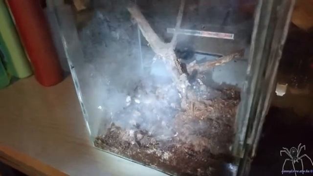 Poecilotheria tigrinawesseli mating No2 20160928 смотреть онлайн