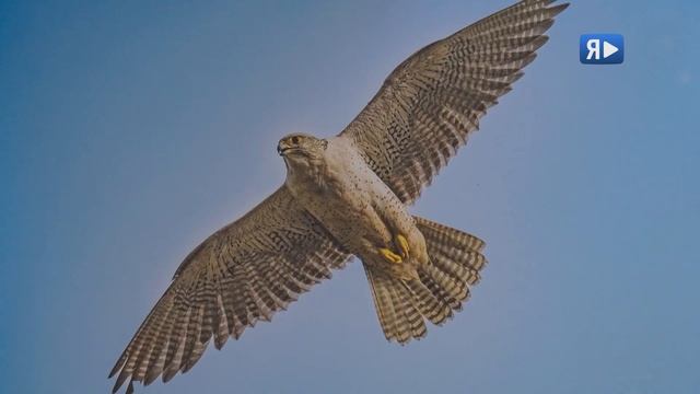 ПЕРНАТЫЙ ПОЛУОСТРОВ / В Ямбурге открылась фотовыставка «Заповедный Ямал. Птицы Арктики» смотреть онлайн