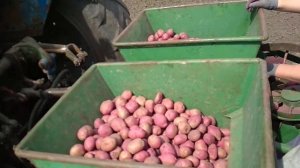 ЮМЗ посадка картофеля немецкой саджалкой