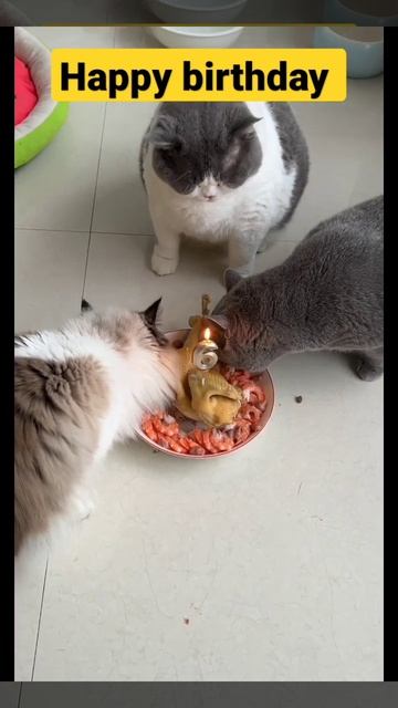 #viral#trending#shareable#instavideo#funnyvideos#cuteanimals#viralvideos#popular#mustwatch