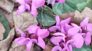 Весенние мотивы