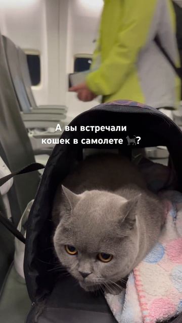 Кошка в самолете смотреть онлайн