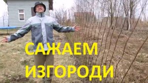 ПАВИВА Посадка Живой изгородь из ивы у  заказчиков , более 20 заборов за весну . Правильно сажаем.