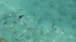 Maldives | Water Villa | Honeymoon | 2018 | Adaaran Prestige Water Villas | Small Tour of our trip