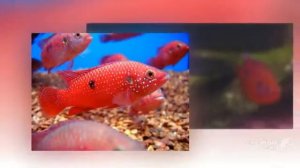 Hemichromis lifalili aquarium fish