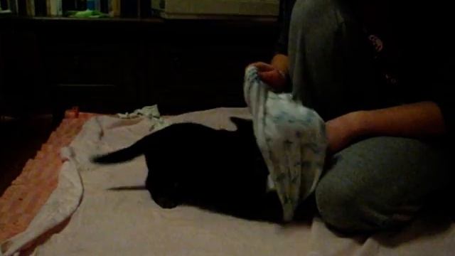 El'Torro v. Haus Lynx / 28 дней - игралка-рычалка смотреть онлайн