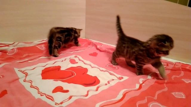 Британским шустрикам уже 1 месяц!!! смотреть онлайн