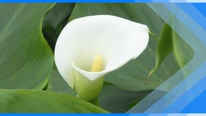 11.03.2025 В Киселевске в теплицах выращивают шикарные каллы
