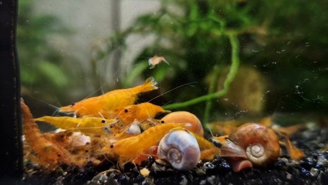 neocaridina davidi orange fire skyfish смотреть онлайн