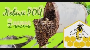 ЛОВИМ ПЧЕЛИНЫЕ РОИ (2 часть)