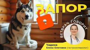 Советы ветеринара Что делать если у кошки ли собаки запор