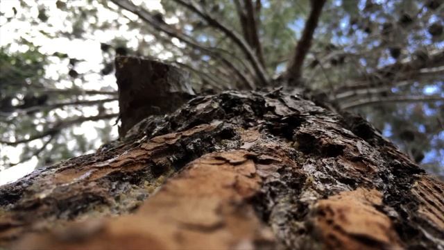 Relax sounds of the forest. смотреть онлайн