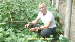 Огурец дает прохладу