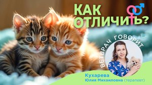 Как отличить кошку от кота: Учимся определять пол новорожденных котят