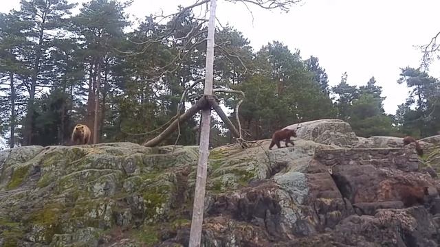 Медведи.Кольморден.2018 .28 апреля(1) смотреть онлайн