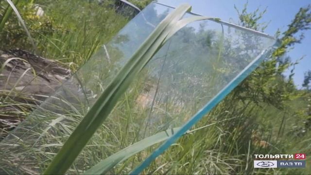 Нарекания в адрес лесничества («Новости Тольятти» 15.06.2020)