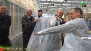 Специалисты Россельхознадзора провели проверку тепличных хозяйств Чеченской Республики