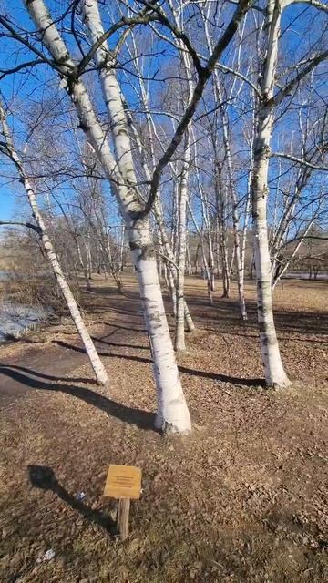 Береза бумажная, родиной которой является Северная Америка 🇺🇲