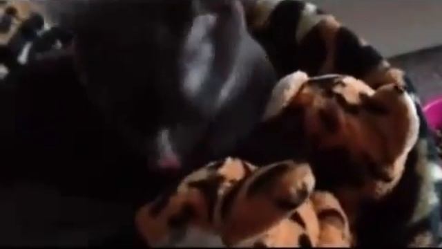 Мурка тренируется быть мамочкой - The cat wants to be a mother смотреть онлайн