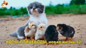 Коты птицеводы со своими подопечными 😹🐈🐈 Новая жизнь – выпуск (52) ❣️🤗😂