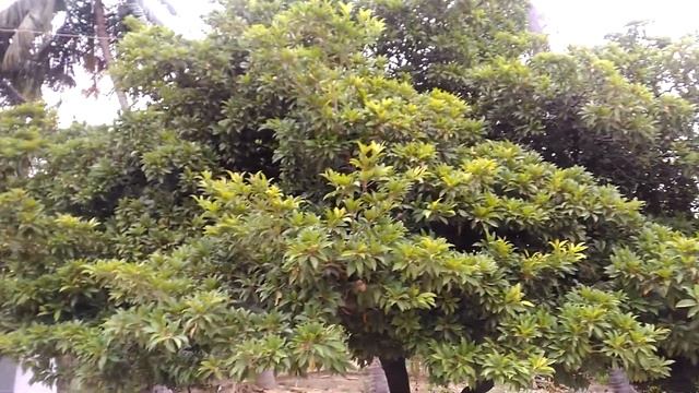 Manilkara zapota - Sapodilla - Chikku - சப்போட்டா смотреть онлайн