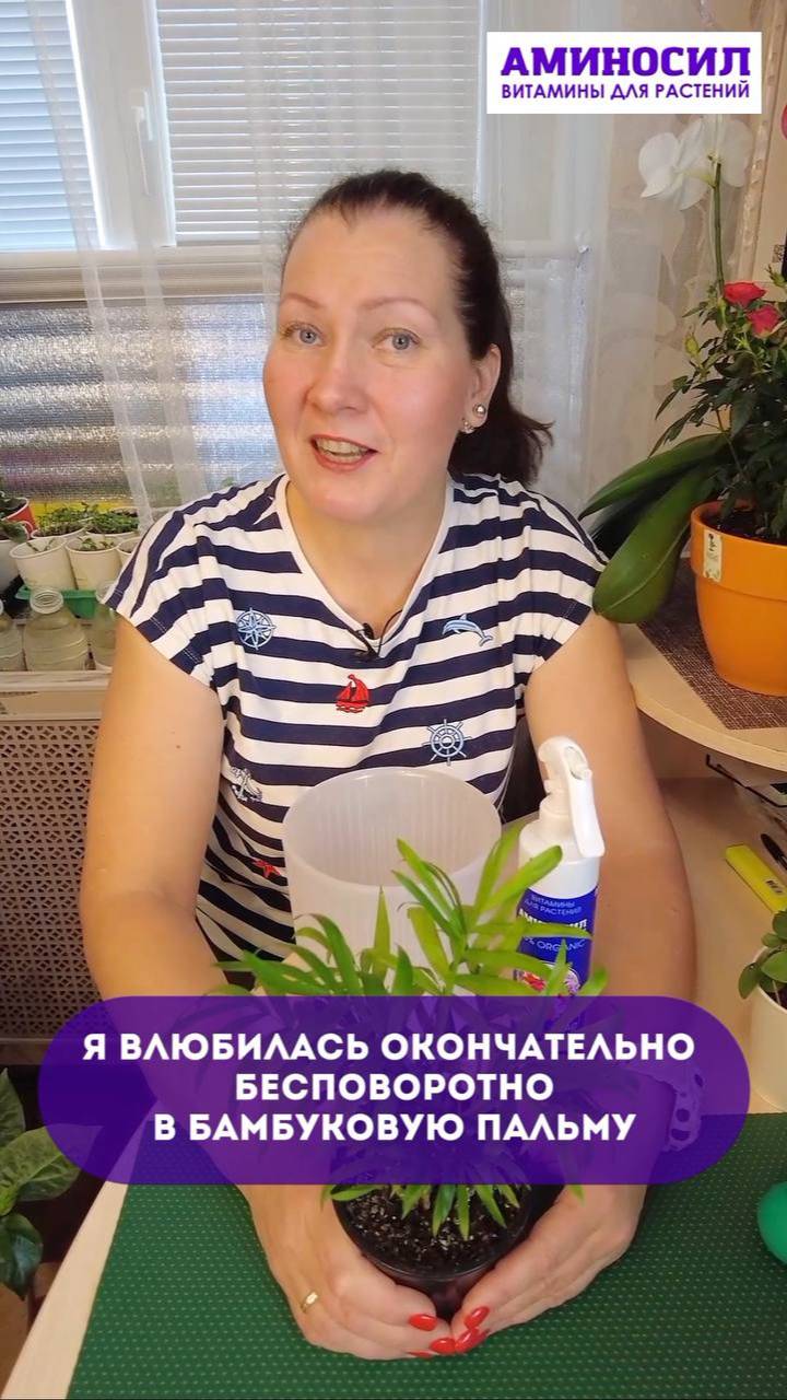 🌴Бамбуковая пальма Хамедорея — это медленнорастущее, теневыносливое, очень красивое растение.