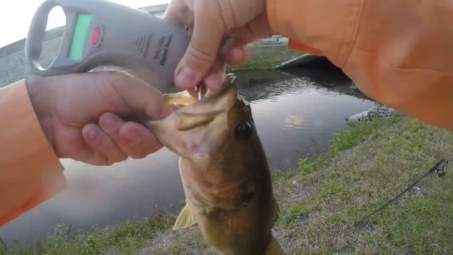 Largemouth Bass at Turnpike Canal (Edited with VideoPad) смотреть онлайн