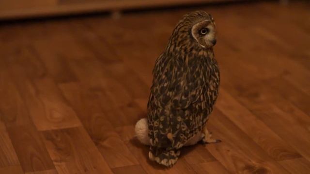 Совиные игры смотреть онлайн